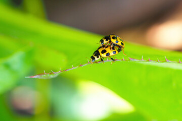 Yellow ladybirds pair on a plant leaf. Close-up. Bright cheerful illustration about summer. Funny snapshot on the topic of love or sex. Macro