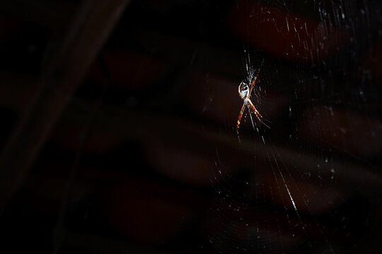 N&atilde;o matem a dona aranha