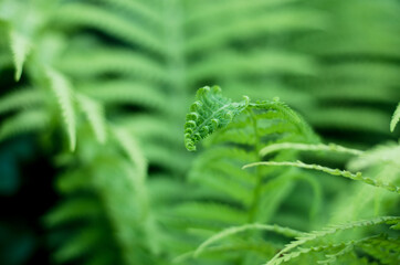 The young shoots of the fern leaves. Beautiful natural background. Nature concept in calendars, business cards, greeting cards