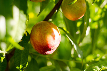 Peach nectarine grows on a tree. Peach on a branch in the rays of sunlight. Gardening concept.