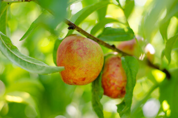 Peach nectarine grows on a tree. Peach on a branch in the rays of sunlight. Gardening concept.