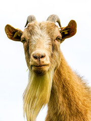 funny brown goat portrait on a white background