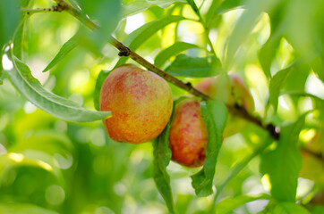 Obraz premium Two ripe juicy peaches hanging on a branch. The concept of gardening.