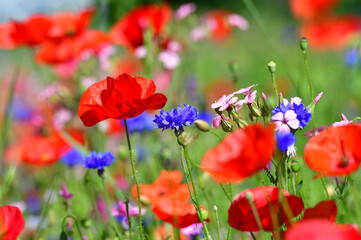 Gartenblumen gemischt