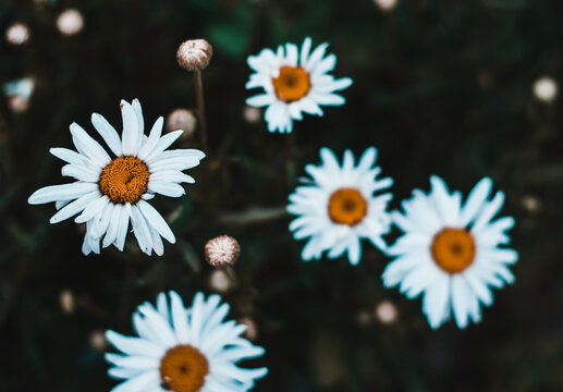 Soft focus large white daisies in dark tinting. Beautiful natural background. © Шатыров Александр