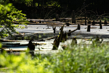 Nature in the Kaltenhofer Moor in Schleswig-Holstein in Germany