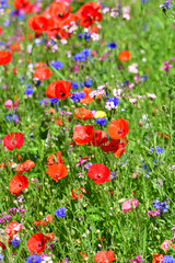 Blumenwiese gemischt