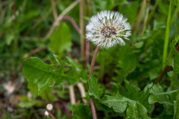 Reifer Löwenzahn Blüten