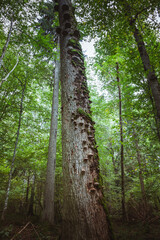 Bialowieza National Park