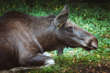 Moose in Bialowieza National Park