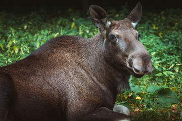 Moose in Bialowieza National Park