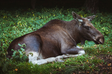 Moose in Bialowieza National Park
