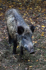 Wild boar in Bialowieza National Park