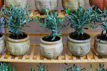 Small potted olive trees on a shelf