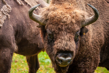 European bisons in Bialowieza National Park