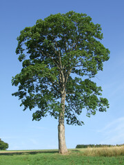 Fototapeta na wymiar maple fruits bark wood tree deciduous foliage