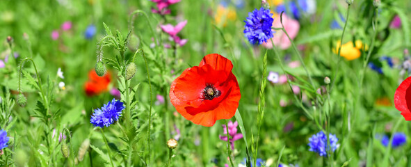 Fototapeta premium Gartenblumen gemischt