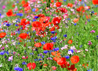Gartenblumen gemischt