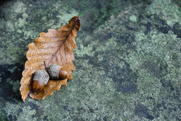どんぐり　素材