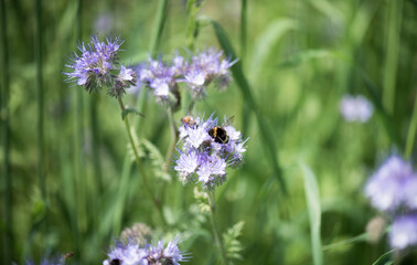 A bumblebee on a flower collects nectar. Summer period. Flowering and pollination with insects.