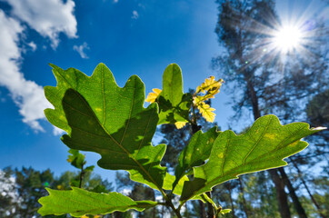 Obraz premium LIŚCIE SADZONKI DĘBU