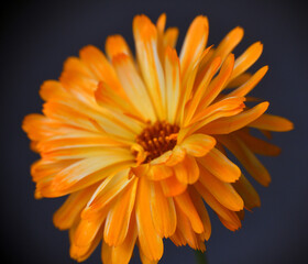 Orange with yellow flower close up photo made in  Weert the Netherlands