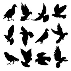 Pigeons flying, sitting, standing, going black silhouette icons set isolated on white. Doves, birds.