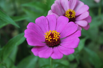 Obraz premium bee on a flower