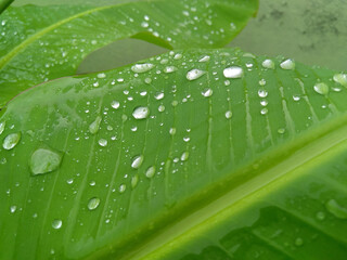 green leaf with water drops