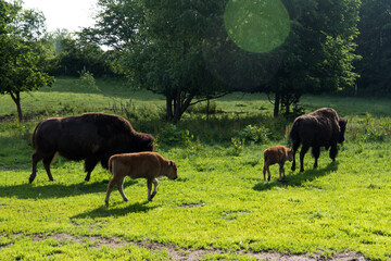 Bison family in the animal enclosure in Kiel