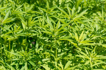 Agricultural hemp. Plantation of wild hemp. Cannabis leaves close up.