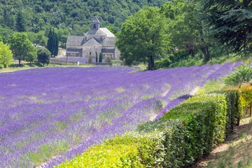 Gordijnen Champ de lavande en Provence. © illustrez-vous