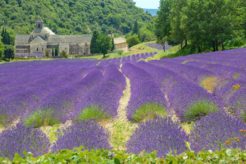 Lavande - Abbaye de Sénanque.