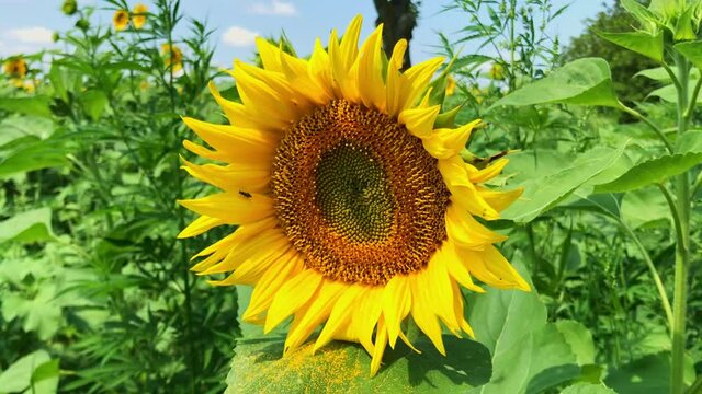 A beautiful sunflower swinging gently by the summer breeze while an insect is crawling it. Close-up footage, Dobrich, Bulgaria