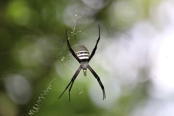 spider on a web
