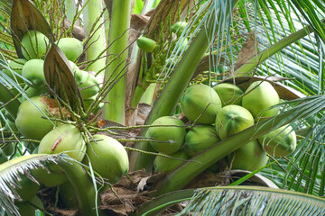 Coconuts on the tree