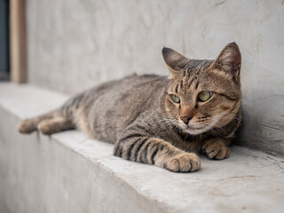 Gray cat laying down on concrete wall. close up short hair cat.