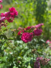 pink flowers in the garden