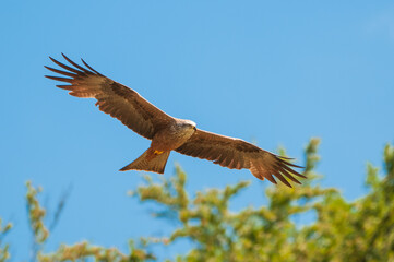 Schwarzer Milan (Milvus migrans)