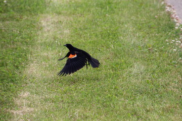 Red Winged Blackbird Taking Off, Pylypow Wetlands, Edmonton, Alberta