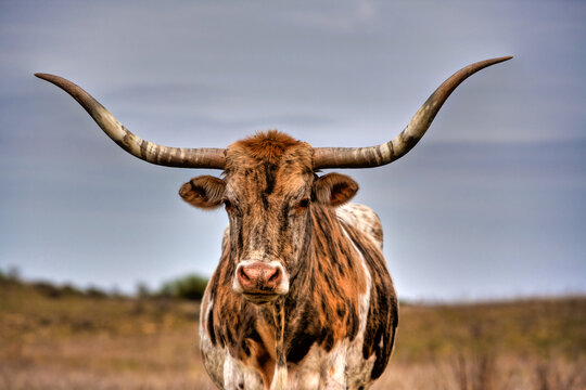 a Texas Longhorn bull located in range land on the Oklahoma panhandle, about 50 miles west of Woodward.