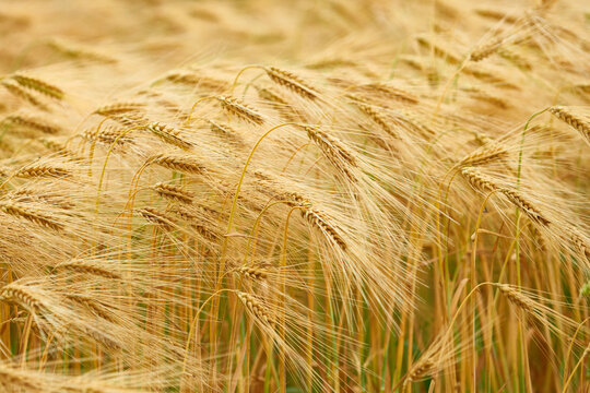 Reife Gerste auf einem Feld