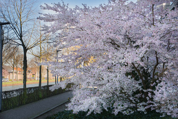 A full with blossem tree in the spring off 2020 photo in Weert the Netherlands