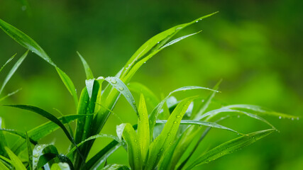 Frosty pale grass with water droplets.