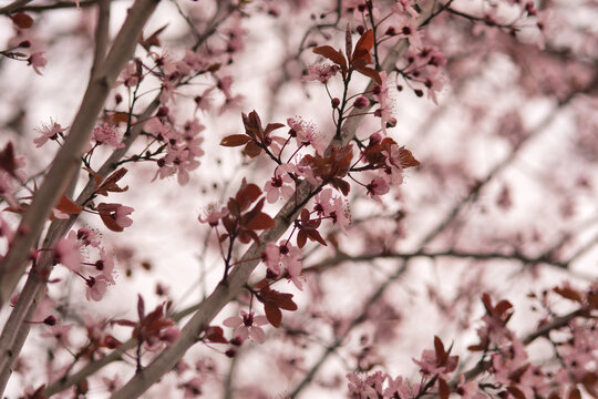 Pink blossem in the spring off 2020 in Weert the Netherlands