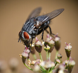 A close up photo from a fly sitting on a plant, photo made in Weert the Netherlands