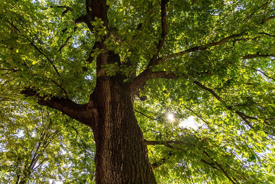 Vue sur le tronc avec les ramifications des branches d'un chêne centenaire dans un parc à Metz sous le soleil