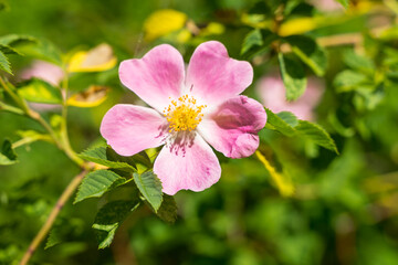 Pink blossom of wild rose (also called dog rose, Latin: Rosa canina) in the coastline of Estonia. Beautiful flower in front of green leaves.  Petals and berries are edible and contain vitamin C.