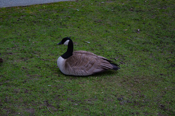 Goose