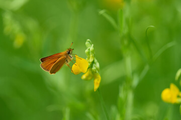 Braunkolbiger Braun-Dickkopffalter an einer Distel